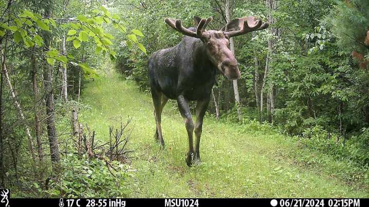 Tracking collars reveal unusual ways moose are moving across the U.P.