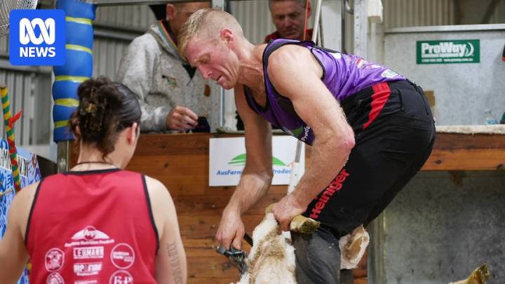 Australian and New Zealand shearers set new world record with 2,301 sheep shorn in eight hours