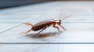 Una mujer quiso matar una cucaracha con un lanzallamas casero y terminó provocando una tragedia en un edificio