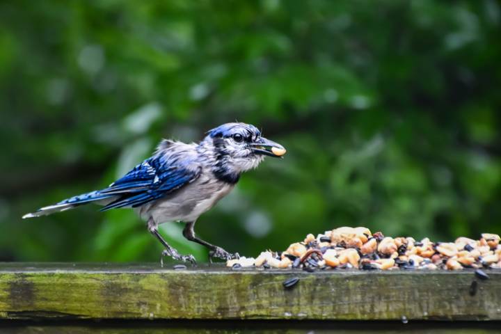 TikTok’s “Bird Theory” Tests Relationships