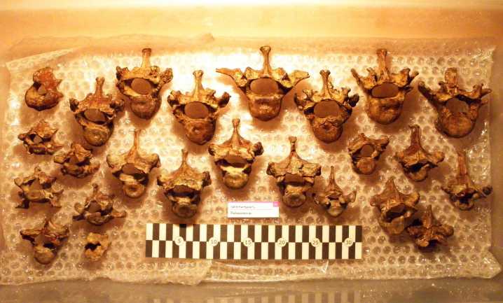 Hallazgo fósil en Atacama reescribe la historia evolutiva de los perezosos marinos en el Hemisferio Sur