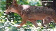 Eureka wolf center takes center stage on national wildlife series
