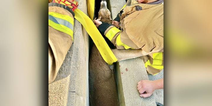 Michigan officials rescue a deer trapped between concrete barriers