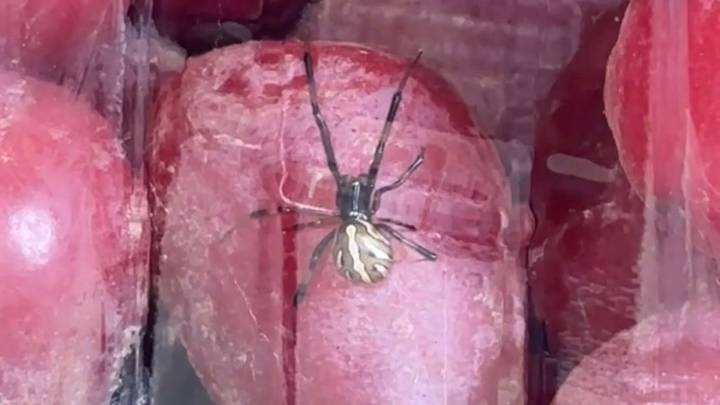 Mujer de NH asegura haber encontrado una araña gigante en uvas adquiridas en Market Basket