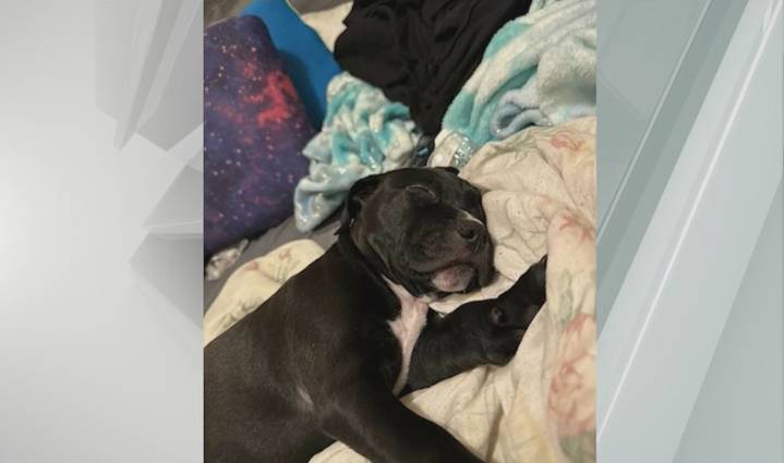 Boarding facility owners reject plea deal in Pitbull death case