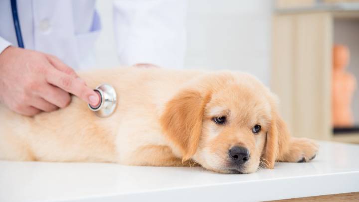 Dog treats sold in Wisconsin recalled for Salmonella: FDA