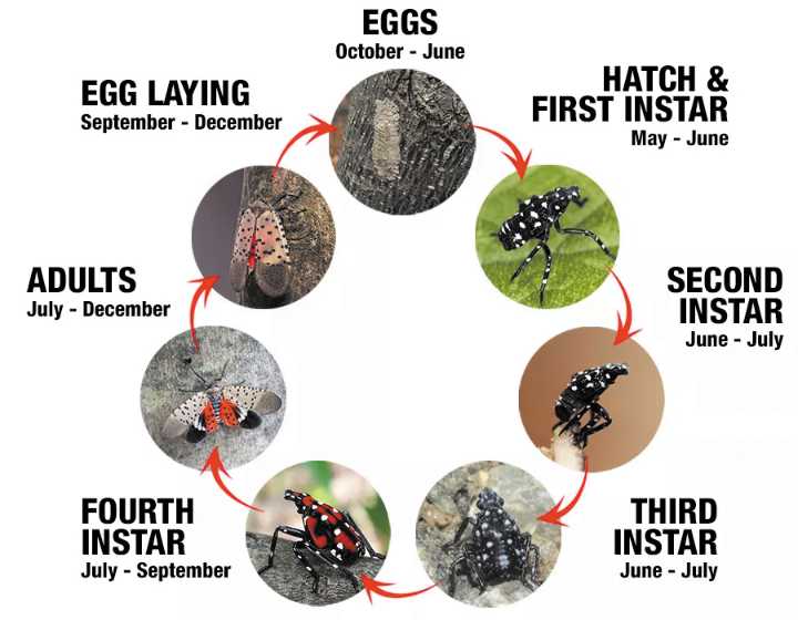 Shelby Carroll: Spotted lanternfly confirmed in Rowan County