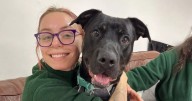 Edinburgh dog who was 'covered in wounds and paint' looking for home by Christmas