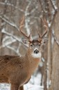 Deer have built-in detection systems that make hunting a challenge
