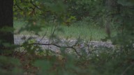 Arkansas officials continue search for bear in fatal attack on camper