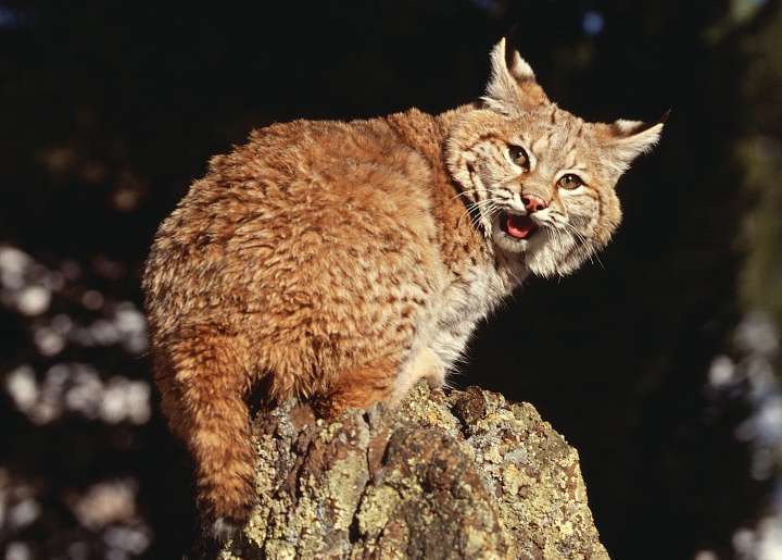 Fundraiser dinner in Phoenix will support Liberty Wildlife mission