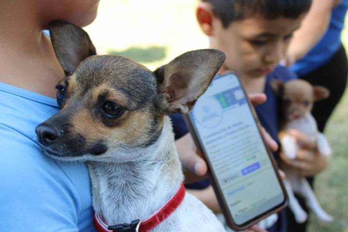 Brindará Gobierno Municipal servicios gratuitos para mascotas en Punta Oriente