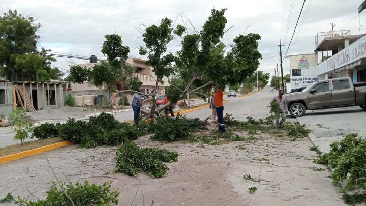 Atienden caída de árbol tras paso del frente frío #11