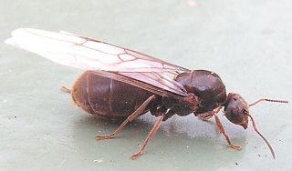 Ant Flight and the Ascent to Truth