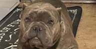 Video shows bulldog was ‘terrified’ before dying in animal control custody, family says