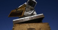 From rooftops to honey jars, Athens is abuzz with urban beekeeping