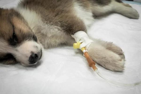 Más de 20 mascotas envenenadas en una localidad Correntina