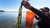 Climate change threatens Bay Area’s eel grass