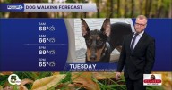 Muddy paws: Dodging rain and storms for dog walks today!