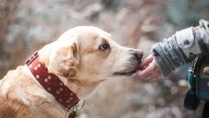 Presunta ola de envenenamiento caninos en Castillito