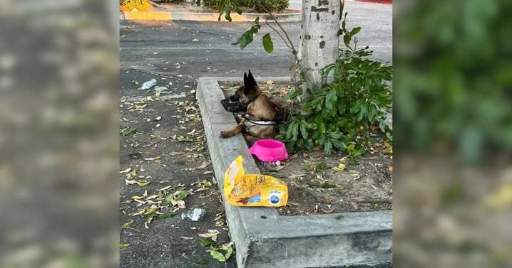 Heartbroken Dog Abandoned with Food Bag and Necklace Finds New Hope