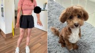 Five-month-old Maltipoo puppy mauled to death by three off-leash dogs at Auburn dog park in Western Sydney