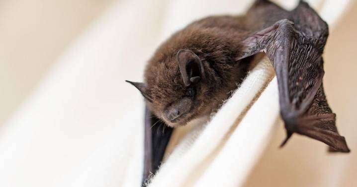 Marshall police: Rabid bat found in city
