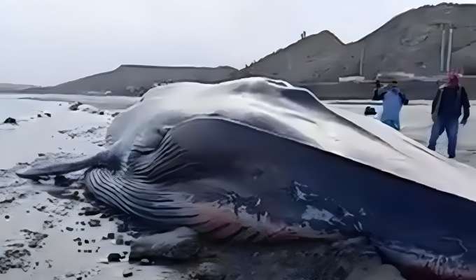 Ballena azul de más de 22 metros varó sin vida en playa de Tumbes: presenta profundo corte en la cabeza