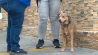 Encuentran a Hombre Sin Vida en Guadalajara; su Perrito se Quedó a su Lado hasta el Final