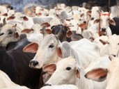 3 Bangladeshi cattle smugglers killed in Tripura:Bangladesh calls for fair investigation; India presses Bangladesh to strengthen border measures