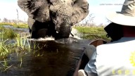 Terrifying video shows elephant charge at tourists amid safari