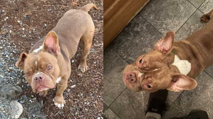 Seattle police seek public's help locating stolen 'micro bully' Buddy