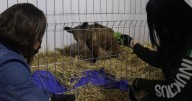 Caso de la osa Mina sigue bajo investigación: Prodefensa Animal exige sanción ejemplar