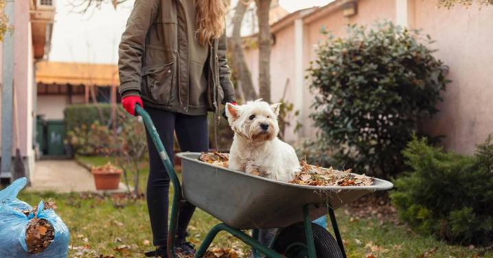 'I'm a gardener and there's 6 essential jobs to do in October'