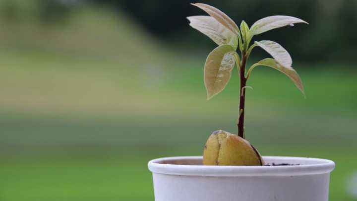 Cada cuánto hay que regar la planta de palta durante la primavera