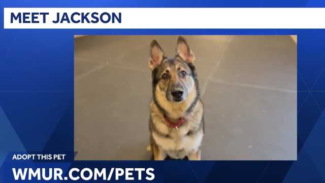 Loyal German shepherd-Husky mix Jax ready to trade shelter life for a loving New Hampshire home