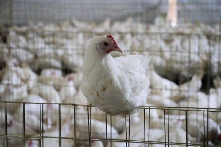 Refuerzan vigilancia ante inicio de temporada de aves migratorias por circulación de virus