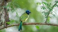 Where Are Green Jays Found? And How To Attract Them To Your Yard