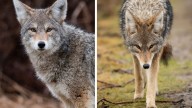 Manada de coyotes atacan a abuelito en García; está grave en el hospital
