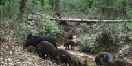 Top 5 invasive pests in America's national parks
