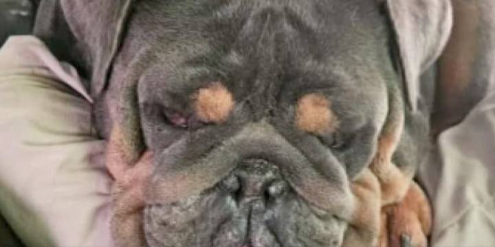Leigh’s Lost and Found Digital Extra: Hickory County, Mo., man with ALS offers big reward for missing bulldog