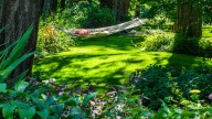The Native Shrub That Loves Shade With Stunning Color In Fall And White Flowers In Spring