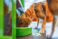 These NJ banks are adding Dog ATMs — automated treat machines
