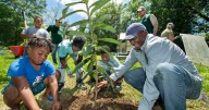 Fall is time to plant trees and shrubs. Dan Gill explains why it's better than waiting for spring.