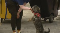 'Luckiest puppy' rescued during Hurricane Helene now the face of local campaign