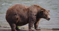 Chunk takes Fat Bear Week 2025 crown after years of coming in second place