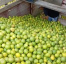 Superan 5 mil mdp las pérdidas por lluvias; en vilo, cultivo de naranja