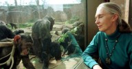 El último adiós a la conservacionista Jane Goodall