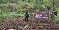 Aseguradas y destruidas 7 toneladas de marihuana en Turicato: SSP