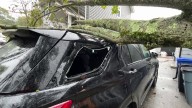 SUV crushed by tree in Milton driveway